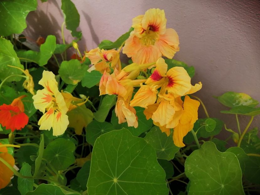  - Frumuseti la casa parinteasca