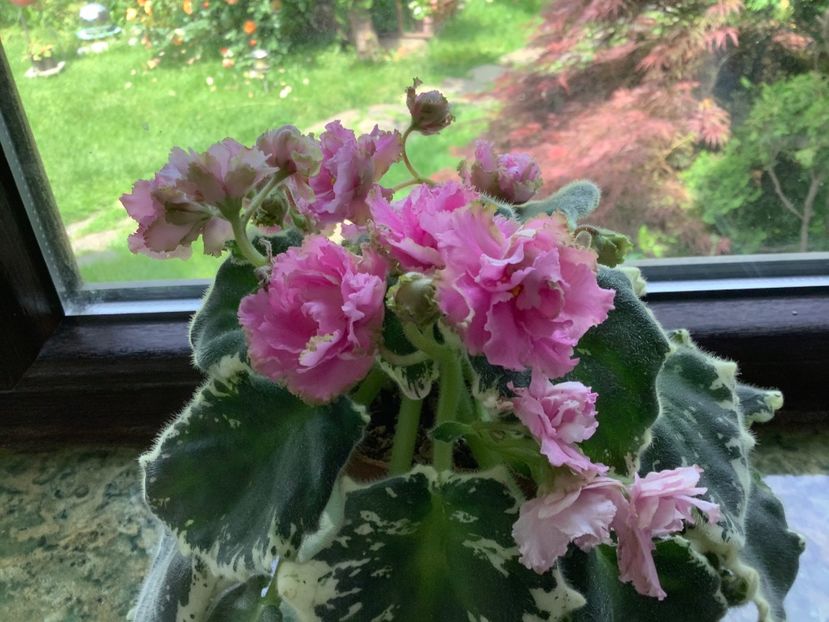 A9DA77F3-F2C2-43AD-9E98-95749CFE85C3 - Irish Lullaby