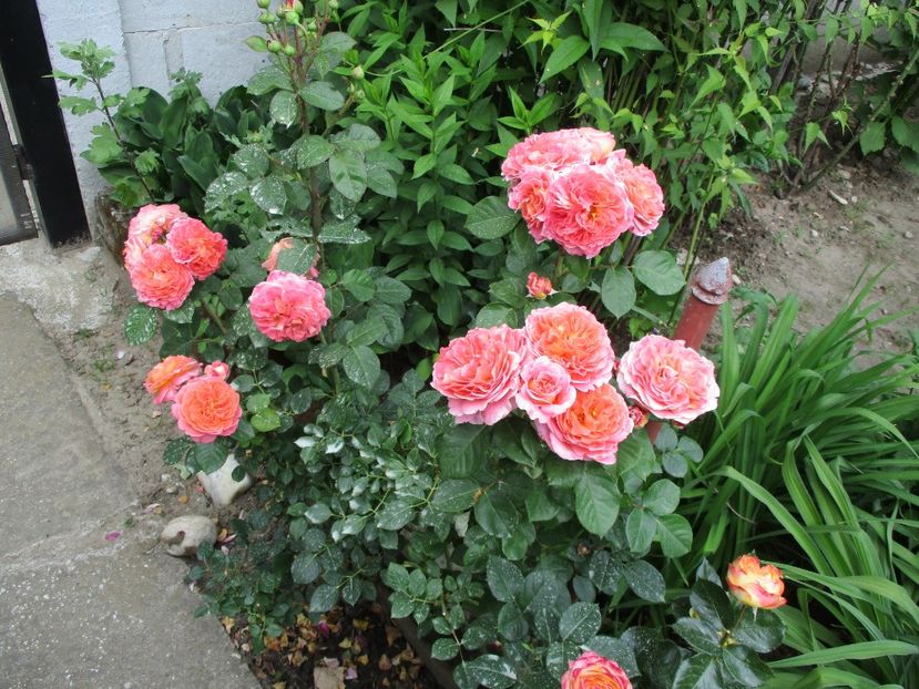  - Notre Dame du Rosaire