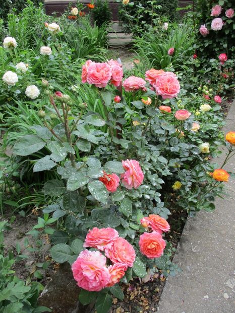  - Notre Dame du Rosaire