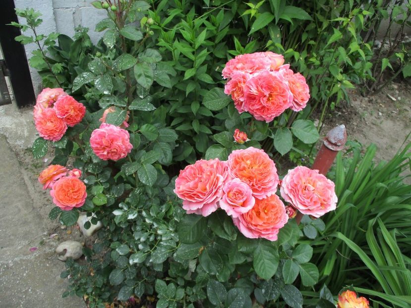  - Notre Dame du Rosaire