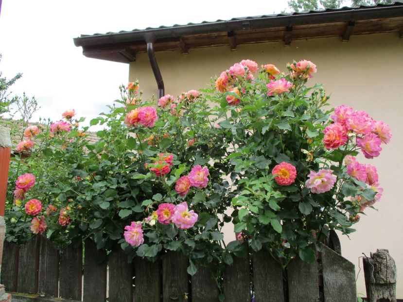  - Prieure de St Cosme