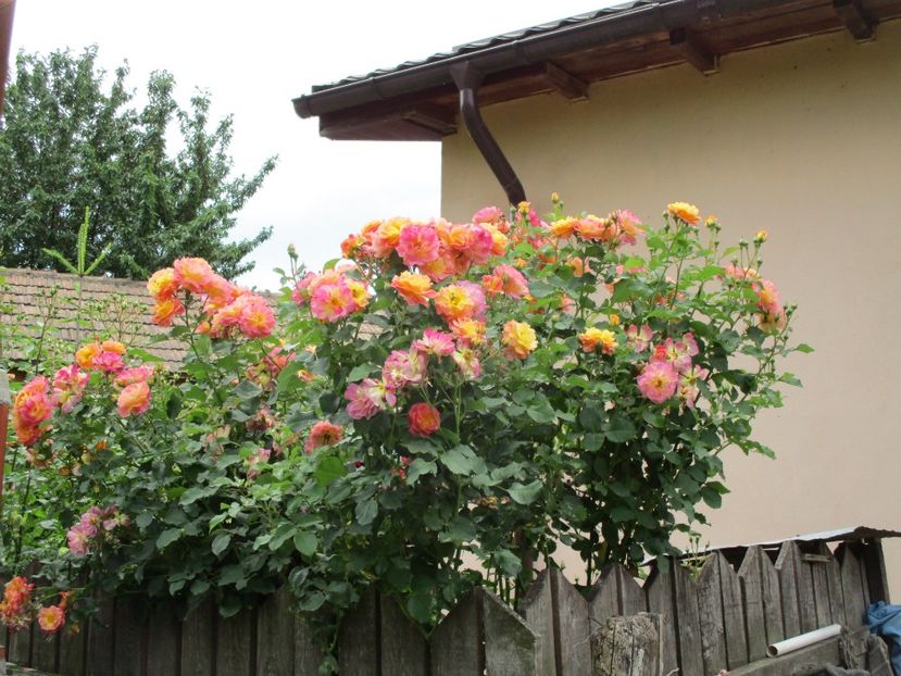  - Prieure de St Cosme