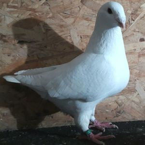 113067027_OPJYGAY3 - 3---AGH DAȚI 2019 - 2025