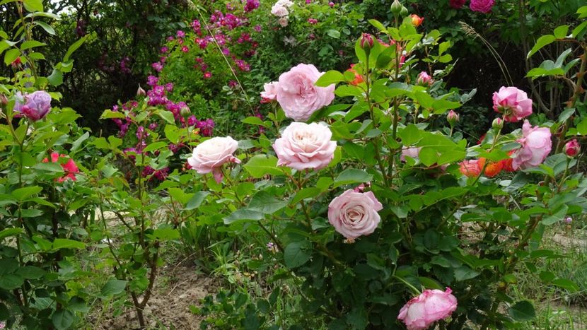  - Kordes - Rosenfaszination rose