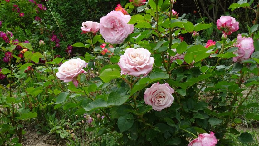  - Kordes - Rosenfaszination rose