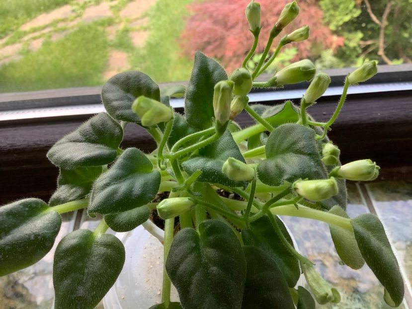 1BB9C8EA-7631-4446-9733-7B8FCFF8BB82 - Emerald Bells