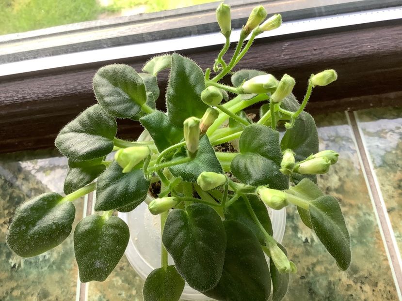 E606ACA5-7EC7-4B6F-BDC0-789494BD51AE - Emerald Bells