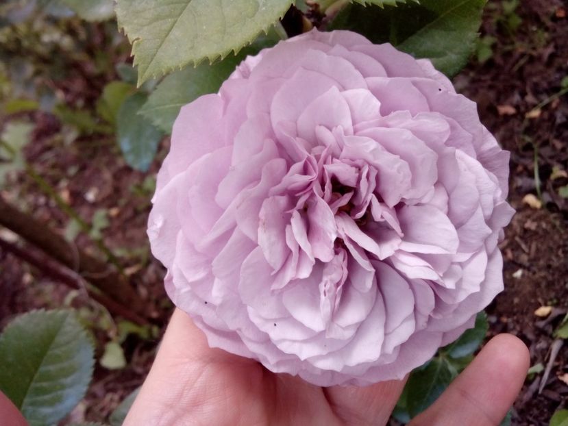  - Lavender Ice