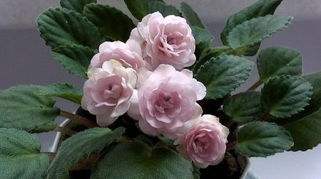 foto net - Rose Garden