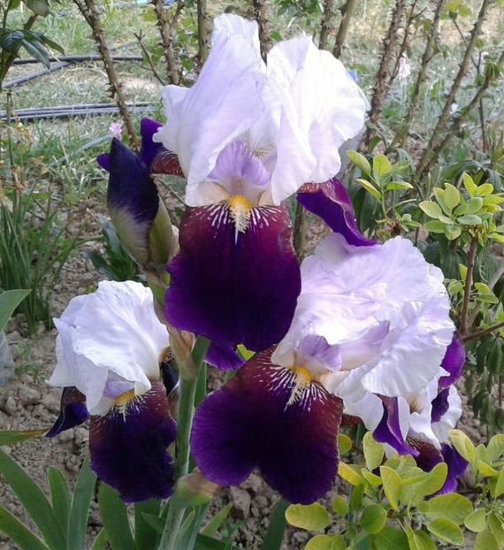 5) Fragrant 15 - E Irisi narcise Hemerocallis de vanzare