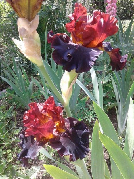 8) Terra del fuoco - - E Irisi narcise Hemerocallis de vanzare