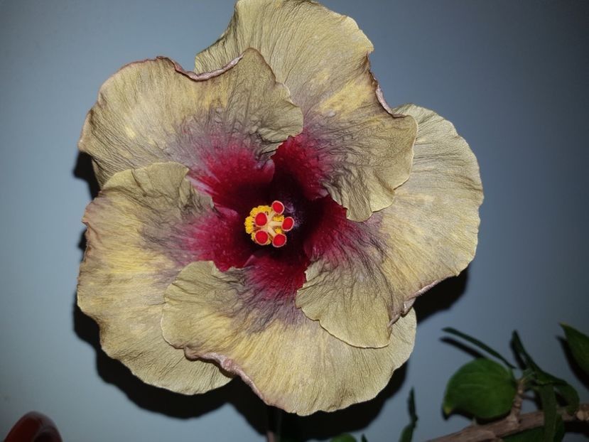 Dark Continent - Hibiscus Dark Continent