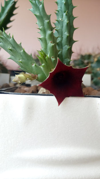 09.06.2020 - Huernia keniensis