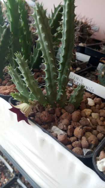 09.06.2020 - Huernia keniensis