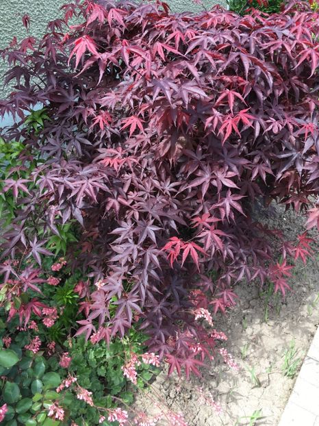 2020 - Acer palmatum-artar jap