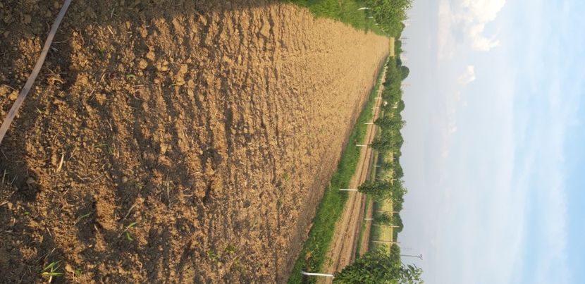  - Livada 1 anul III 2020