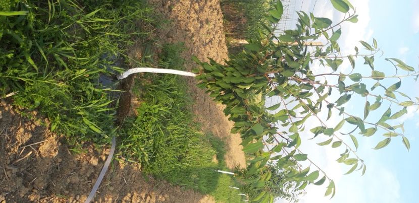  - Livada 1 anul III 2020