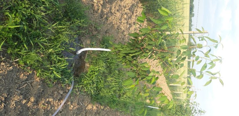  - Livada 1 anul III 2020