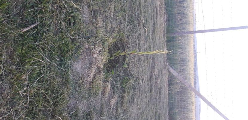  - Livada 1 anul III 2020