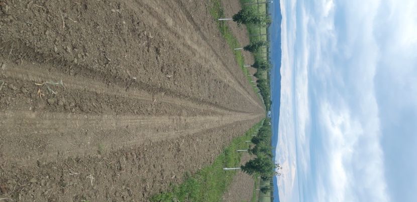  - Livada 1 anul III 2020