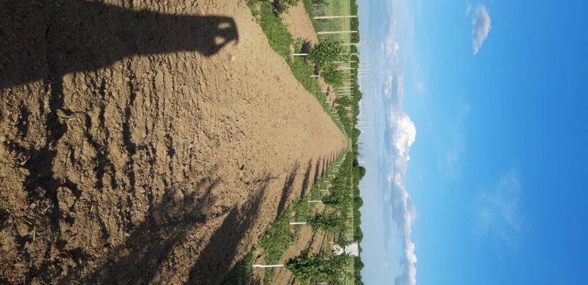  - Livada 1 anul III 2020