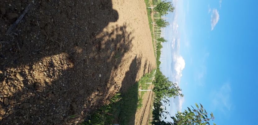  - Livada 1 anul III 2020