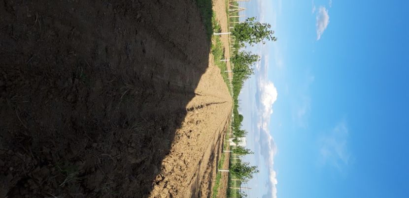  - Livada 1 anul III 2020