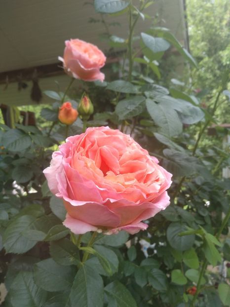 polka - Trandafiri 2020