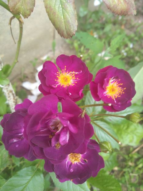 violette - Trandafiri 2020