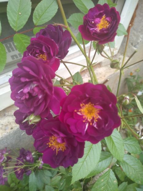 violette - Trandafiri 2020