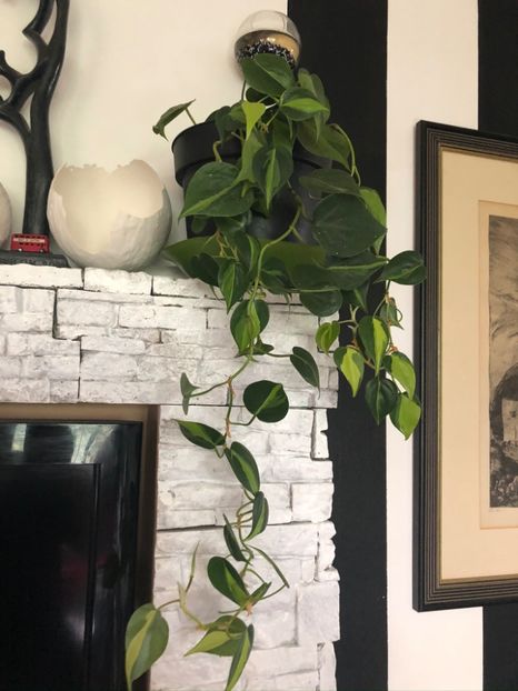 philodendron Brazil - Philodendron