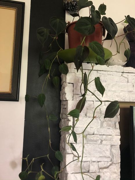 philodendron scandens mican - Philodendron