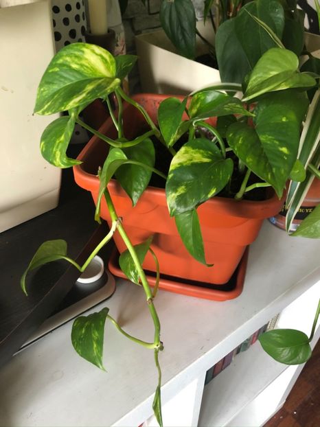 Epipremnum aureum - Pothos