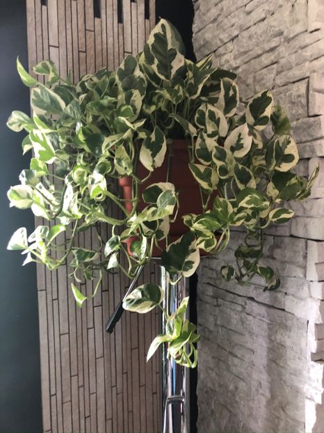 Epipremnum aureum 'N'Joy' - Pothos