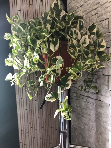 Epipremnum aureum 'N'Joy' - Pothos