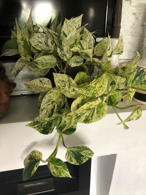 epipremnum marble queen - Pothos