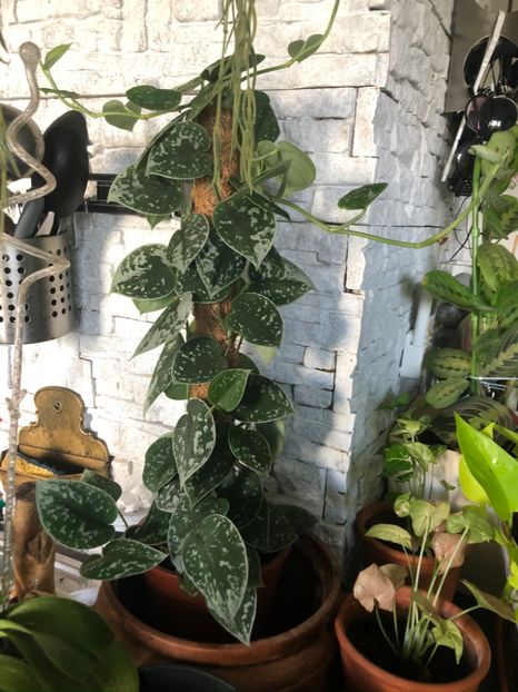 Scindapsus pictus  silver ann - Pothos