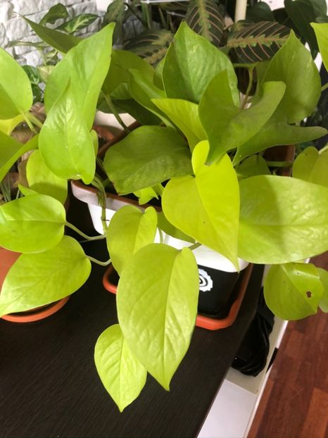 Epipremnum pinnatum neon - Pothos