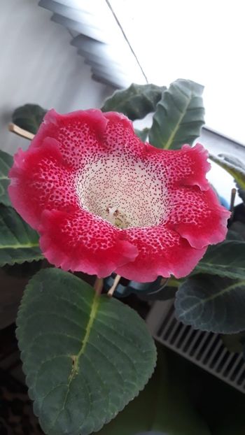 IMG-20200609-WA0019 - gloxinii_2020