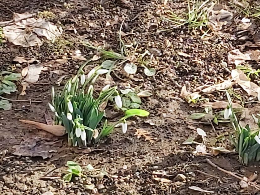 ghiocei (din 12 februarie) - Floricele diverse