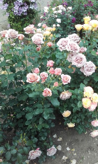 09 06 2020 - Koko Loco