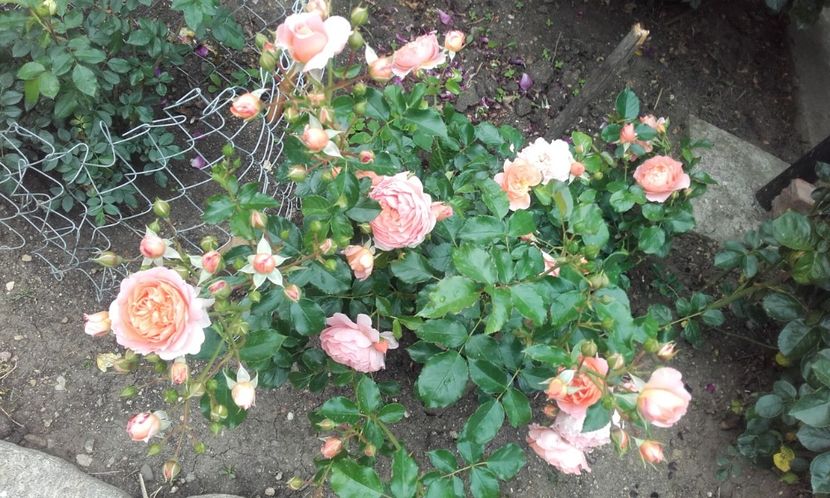 09 06 2020 - Sweet Jessica