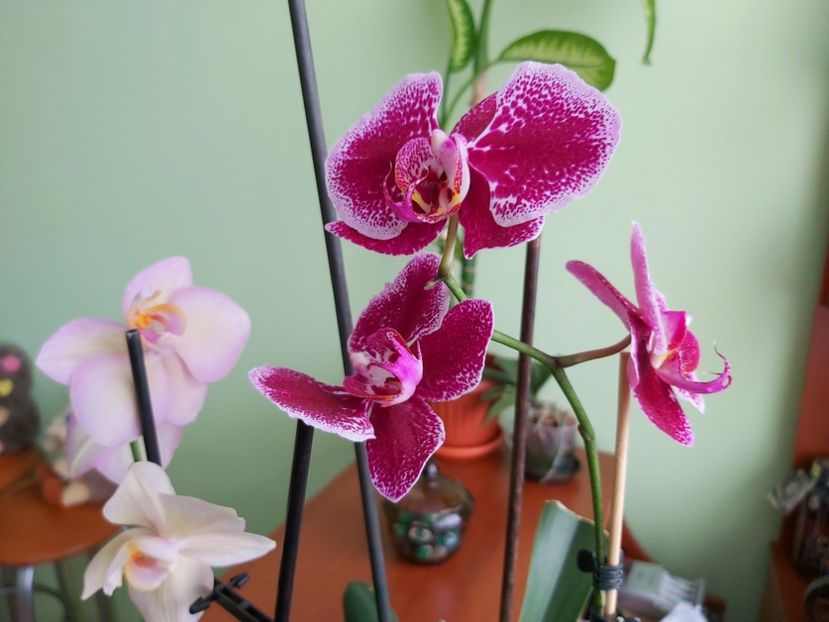 din 7 mai - Orhidee 2020