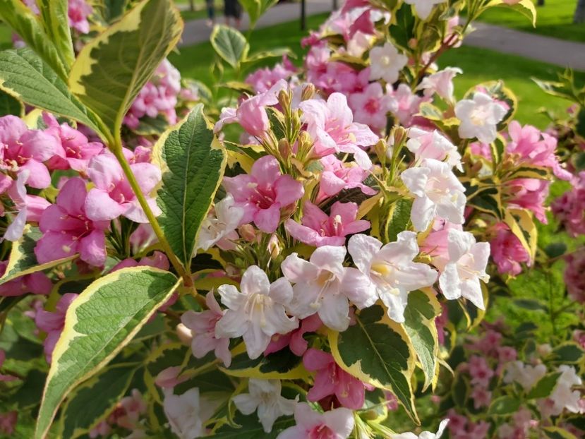  - Weigela Florida Roz 2020