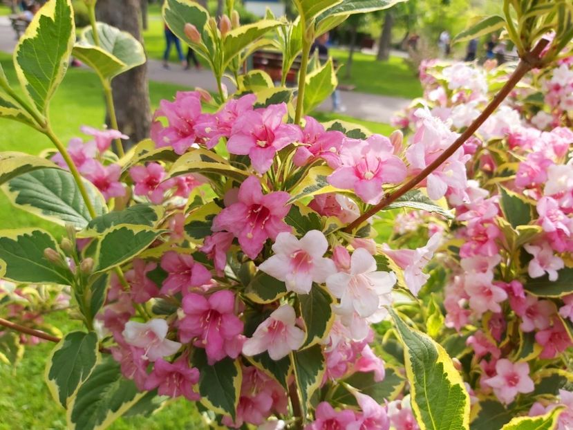  - Weigela Florida Roz 2020