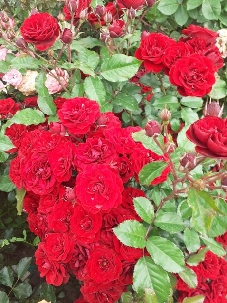  - Lavaglut floribunda Kordes-2019