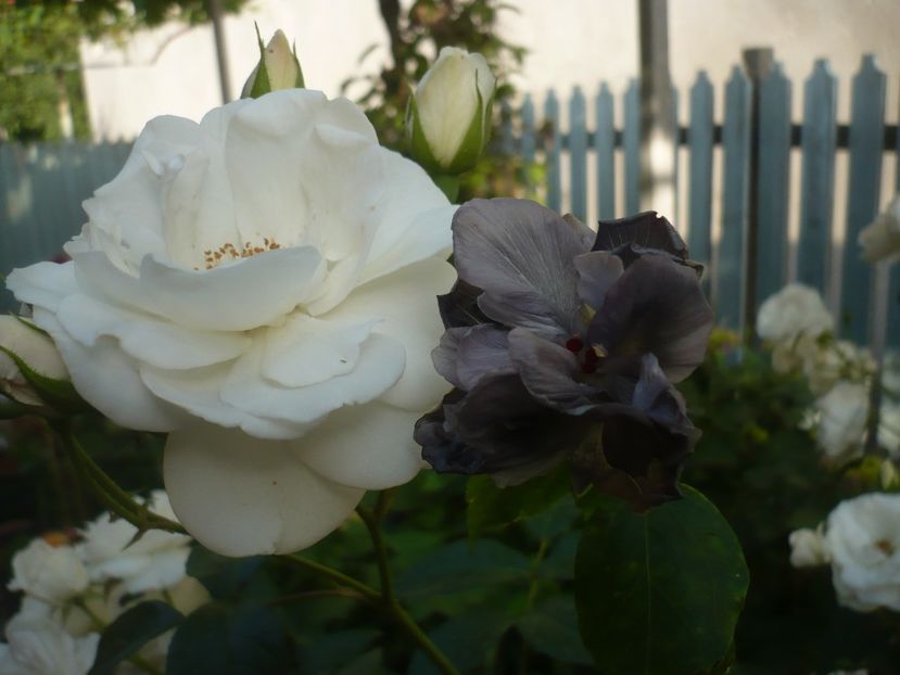 09.06.2020 - Taiwan Formosa Black Pearl