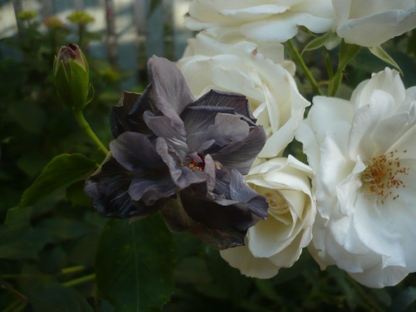 P1440397 - Taiwan Formosa Black Pearl