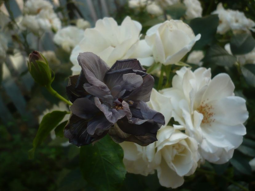 P1440400 - Taiwan Formosa Black Pearl